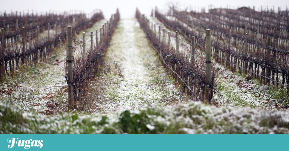 Sociology of wine, immigration and nation: who cares for those who care for the vineyard?