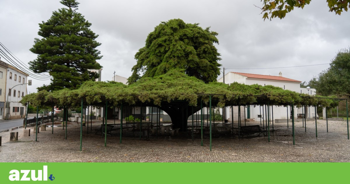 Runa cedar in Torres Vedras chosen as Portugal's Tree of the Year