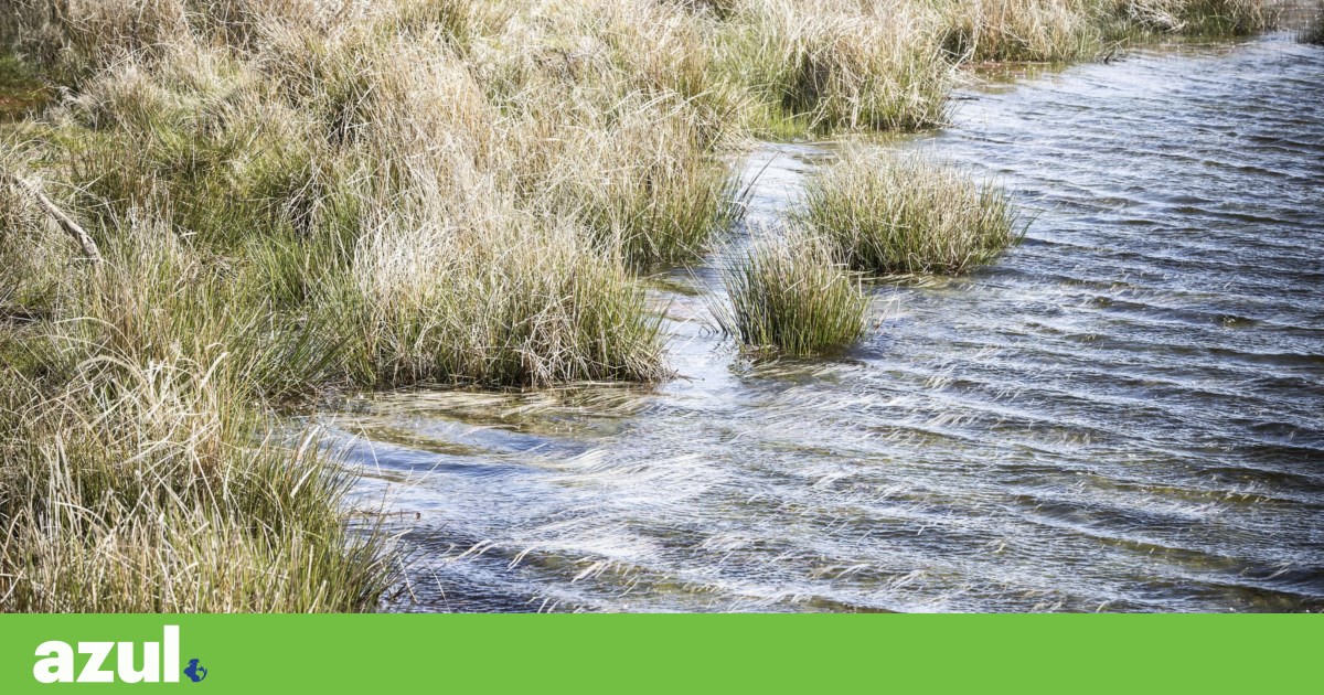 Restoring nature can help prevent wildfires and floods: "It's basic risk management"