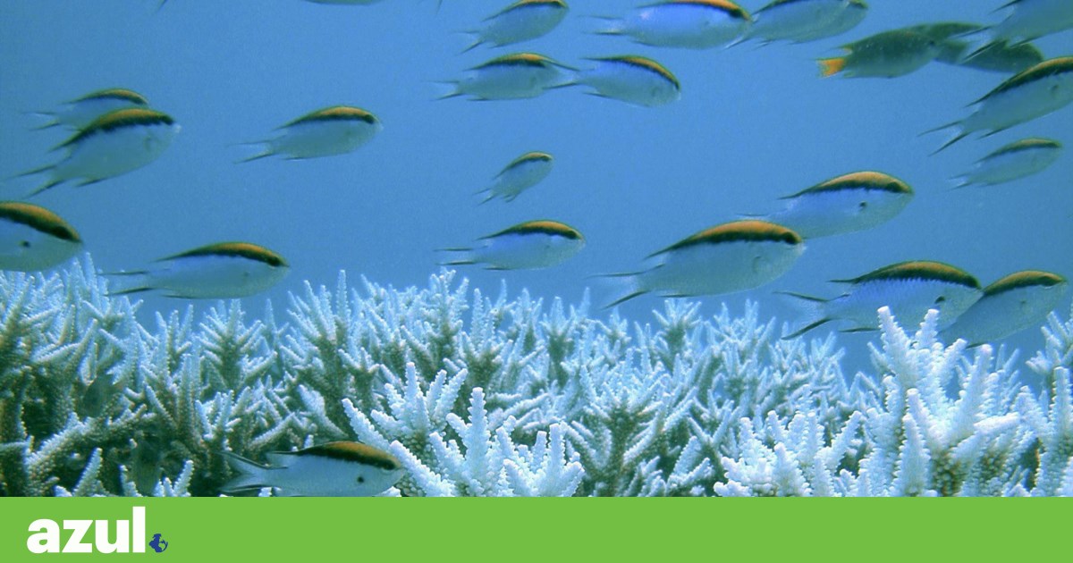 High Seas Treaty comes into force and Portugal is challenged to protect the Sargasso Sea