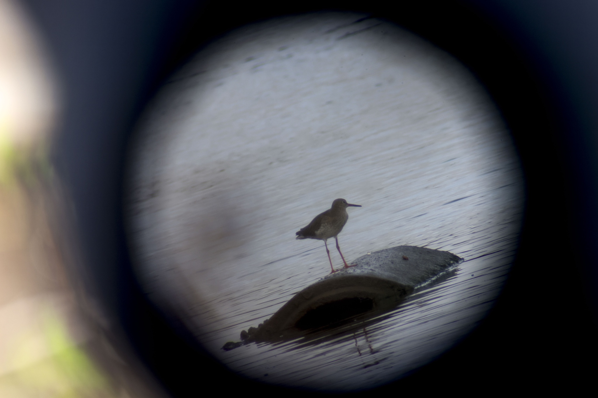 aves,animais,tejo,fugas,ambiente,biodiversidade,