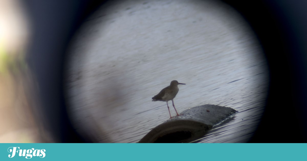 Slow down, listen and observe. In Alcochete, well-being takes the form of birds