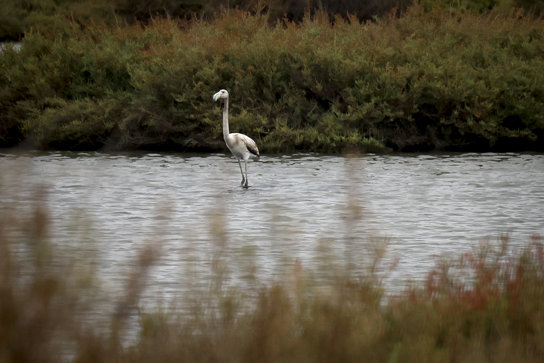 pântano de água doce