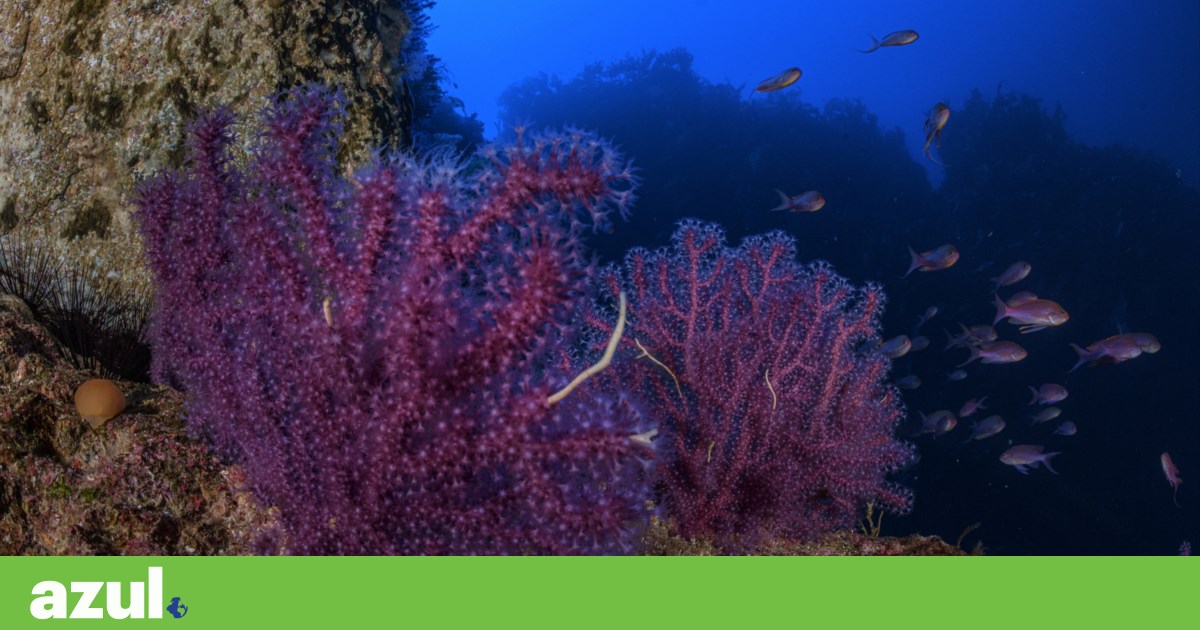 The new D. Carlos Marine Reserve, at Gorringe and Madeira-Tore, will partly lie in the high seas