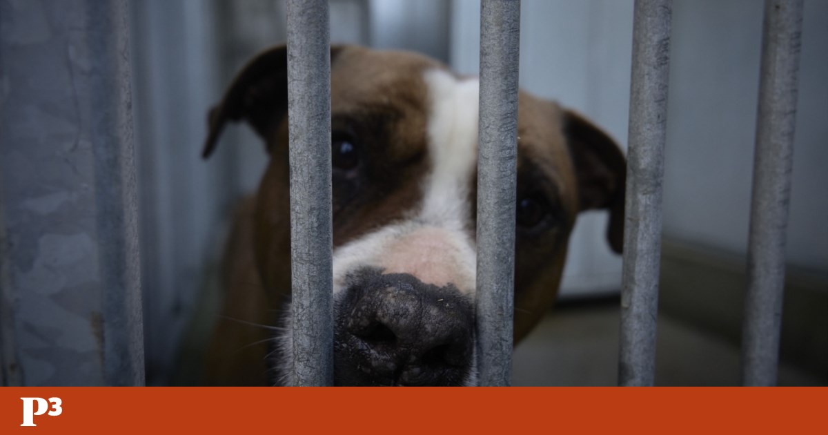 Braga firefighters have already rescued 1,970 injured or sick animals from the streets