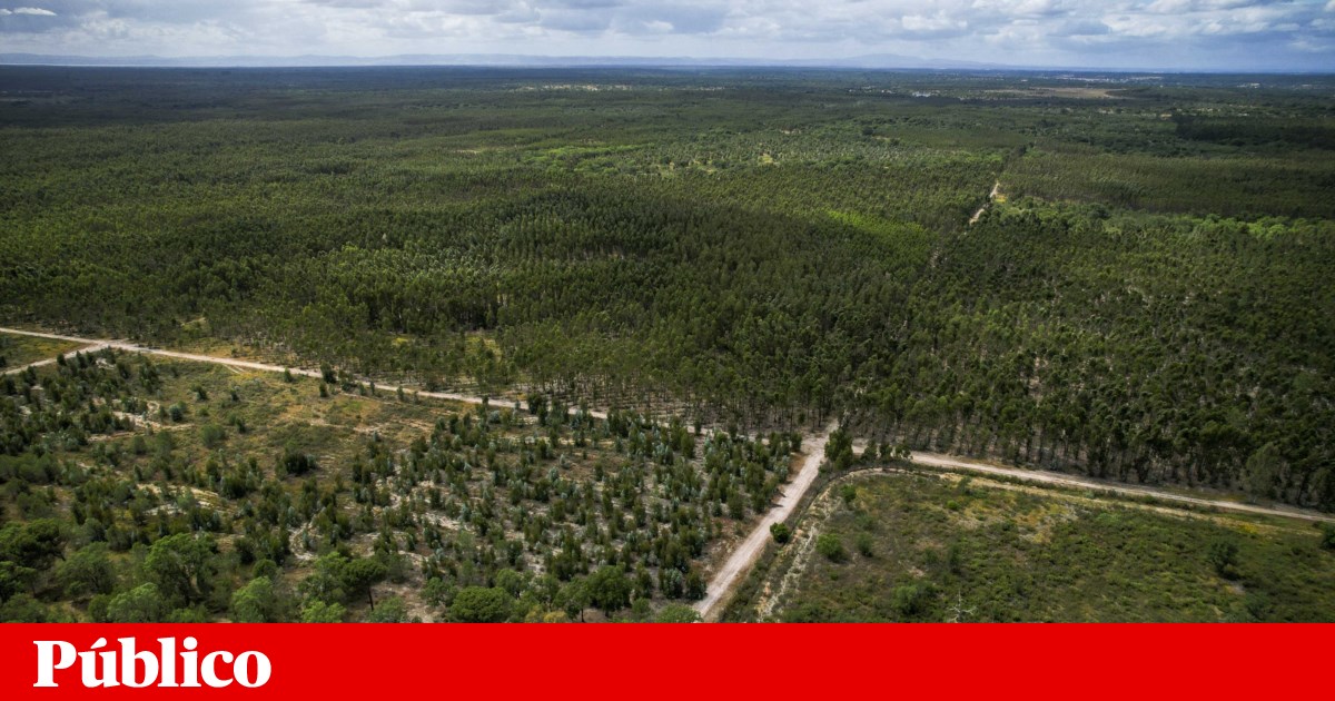 Lisbon's future airport enters a new phase with preliminary environmental impact report