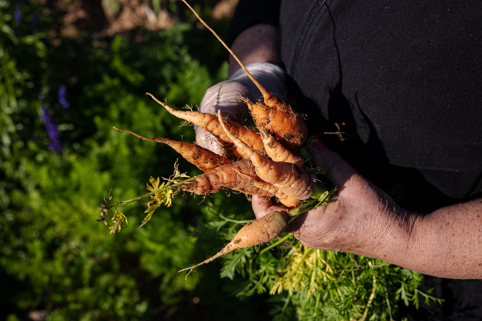 DD Duarte Drago - 3 de Abril 2024 - PORTUGAL, Tavira - Algarve - Hortelã Maria de Fátima apanha cenouras