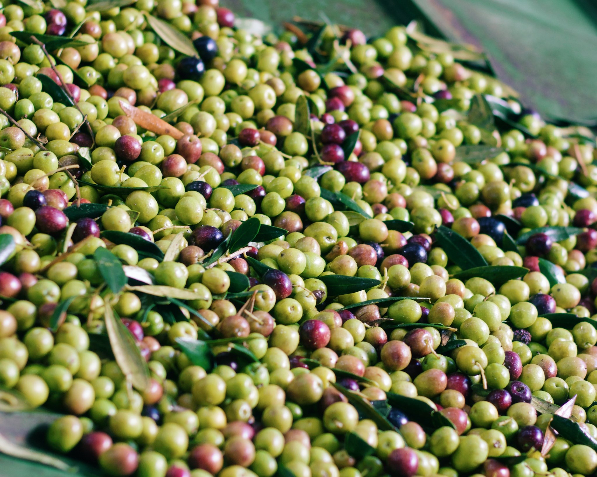 sustentabilidade,azeite,fugas,agricultura,alentejo,