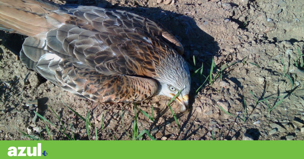 Ministério Público abriu inquérito à morte de milhafres-reais