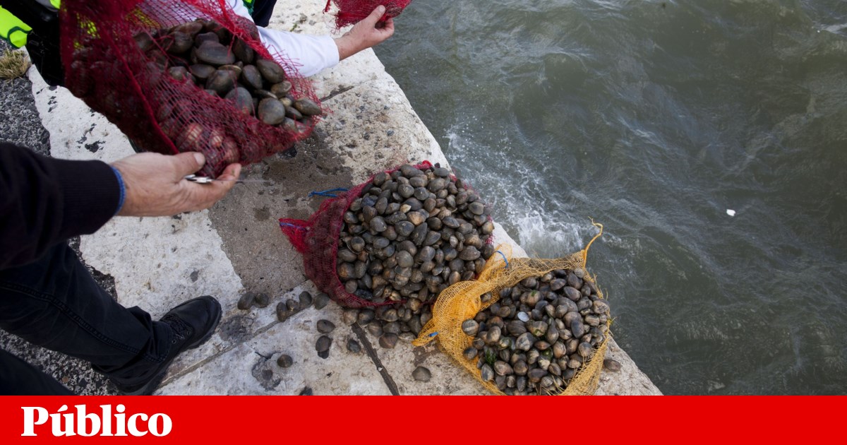 Catching of the Japanese carpet-shell clam in the Tagus prohibited from this Thursday