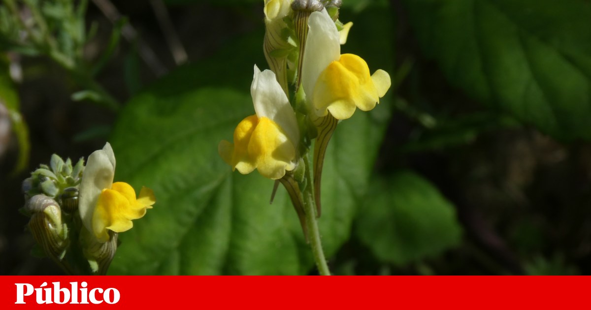 A new star in Almada: <i>Linaria almadensis</i>, discovered at the foot of the Cristo Rei