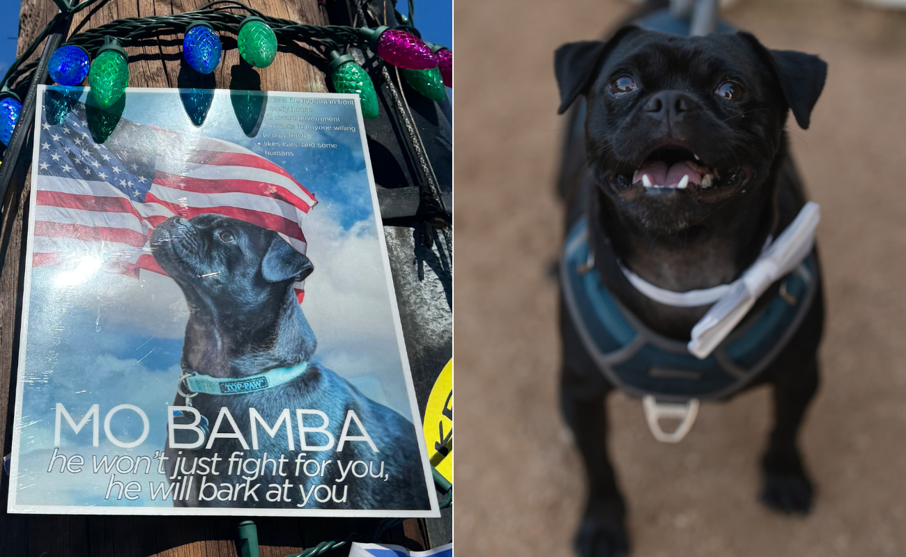 gato,cao,animal,p3,animais,eleicoes,