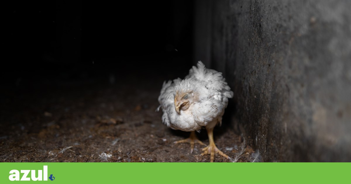 Porto Court of Appeal rejects Pingo Doce's appeal against complaint by Frente Animal