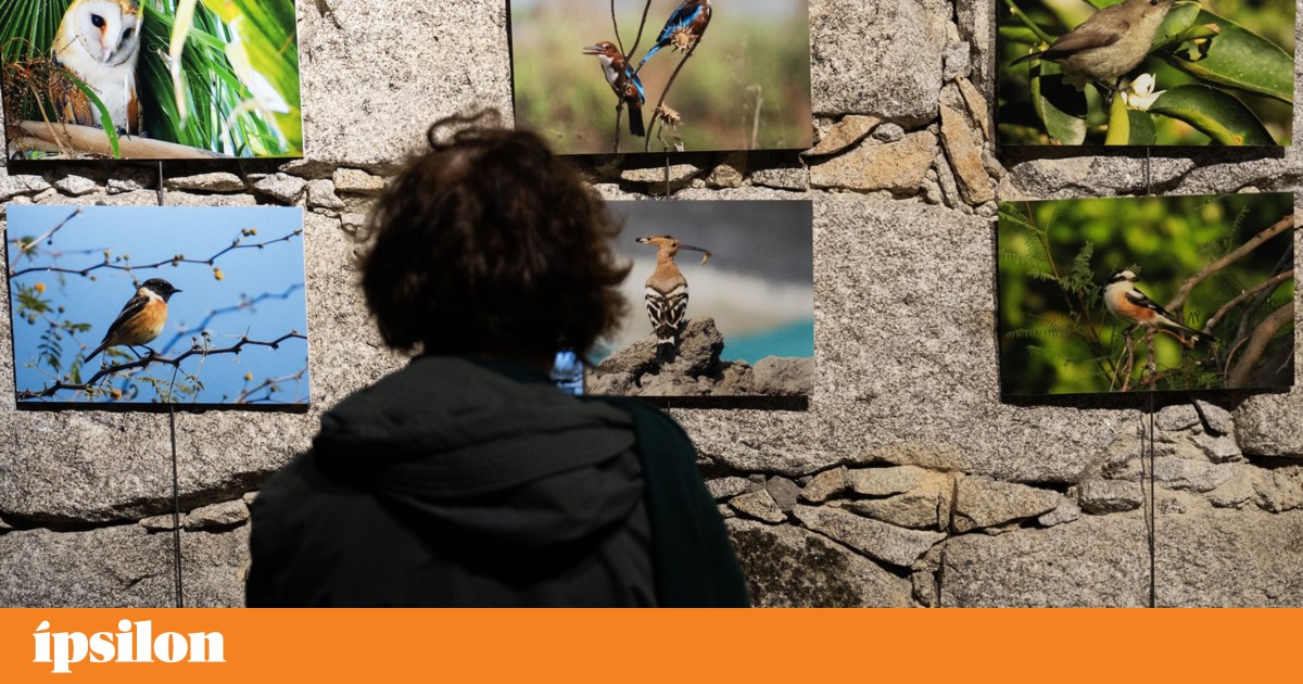 When you see birds migrating to Palestine, you realise how completely free they are