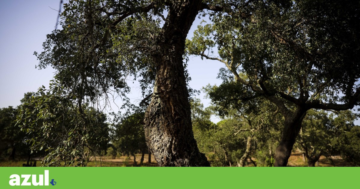 Government authorises felling of cork oaks and holm oaks at Penamacor wind farm