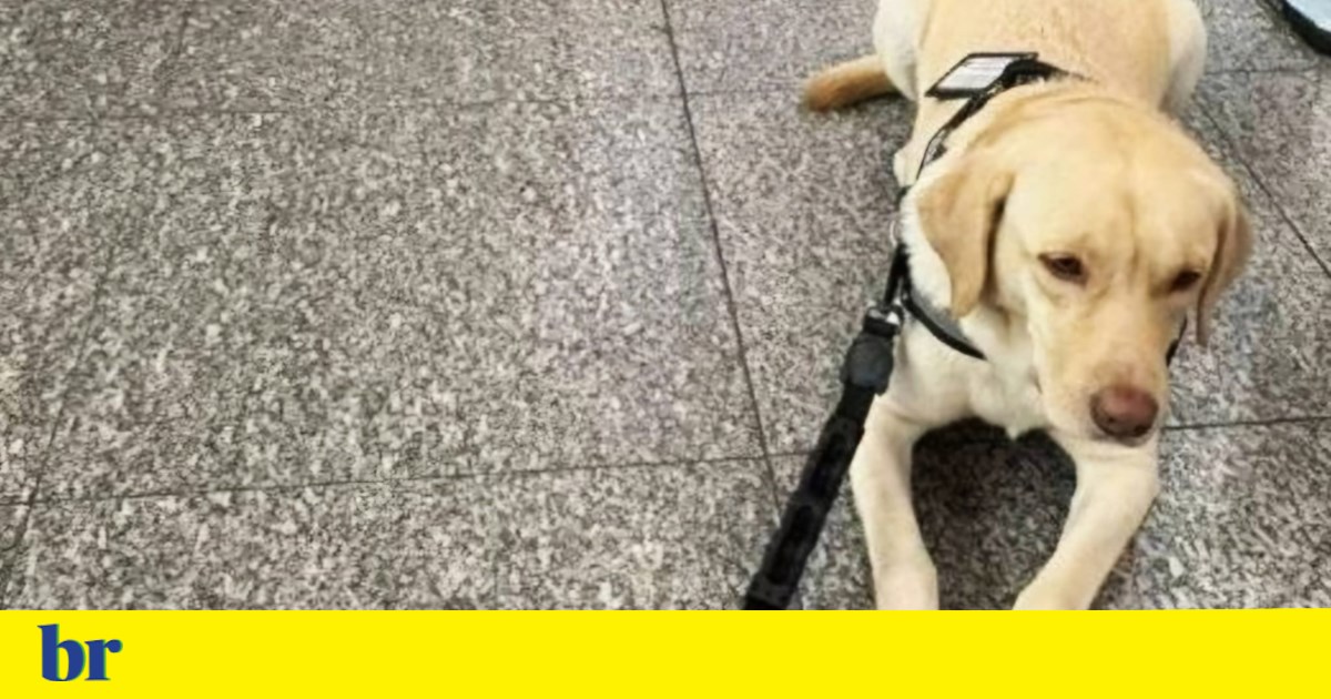 Rio court rules against TAP for blocking assistance dog of an autistic child