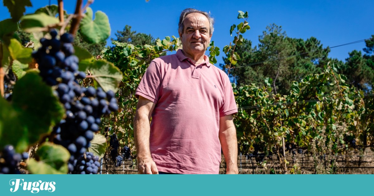 A beautiful standard-bearer for Vinho Verde's reds