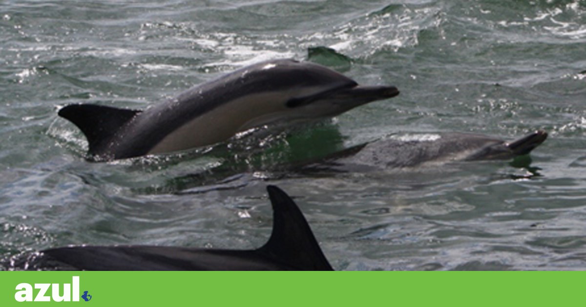 Accidental capture of young dolphins endangers the species off the Portuguese coast