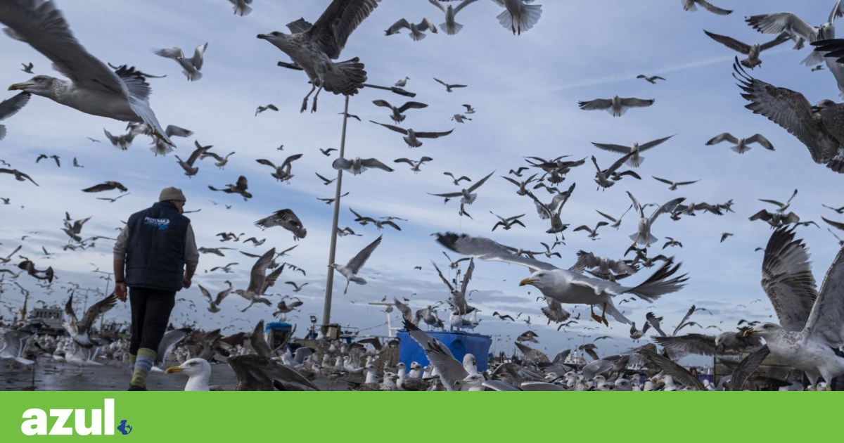 Are seagulls becoming more aggressive?