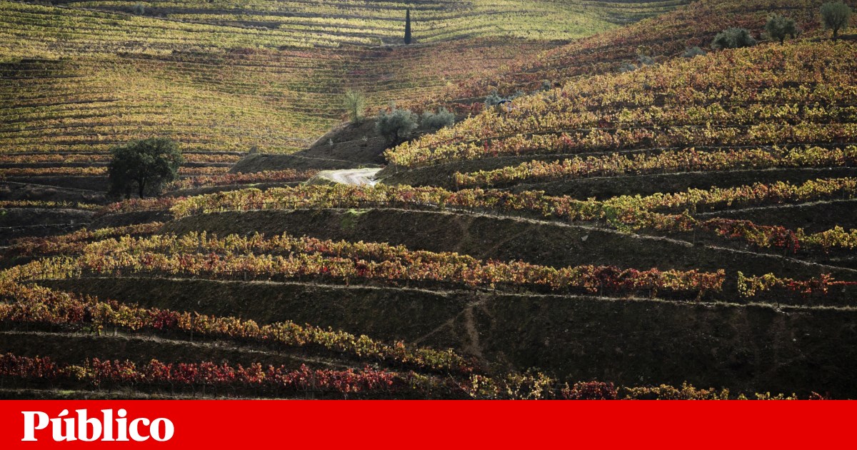 Populism in the Assembly toasting with Port wine