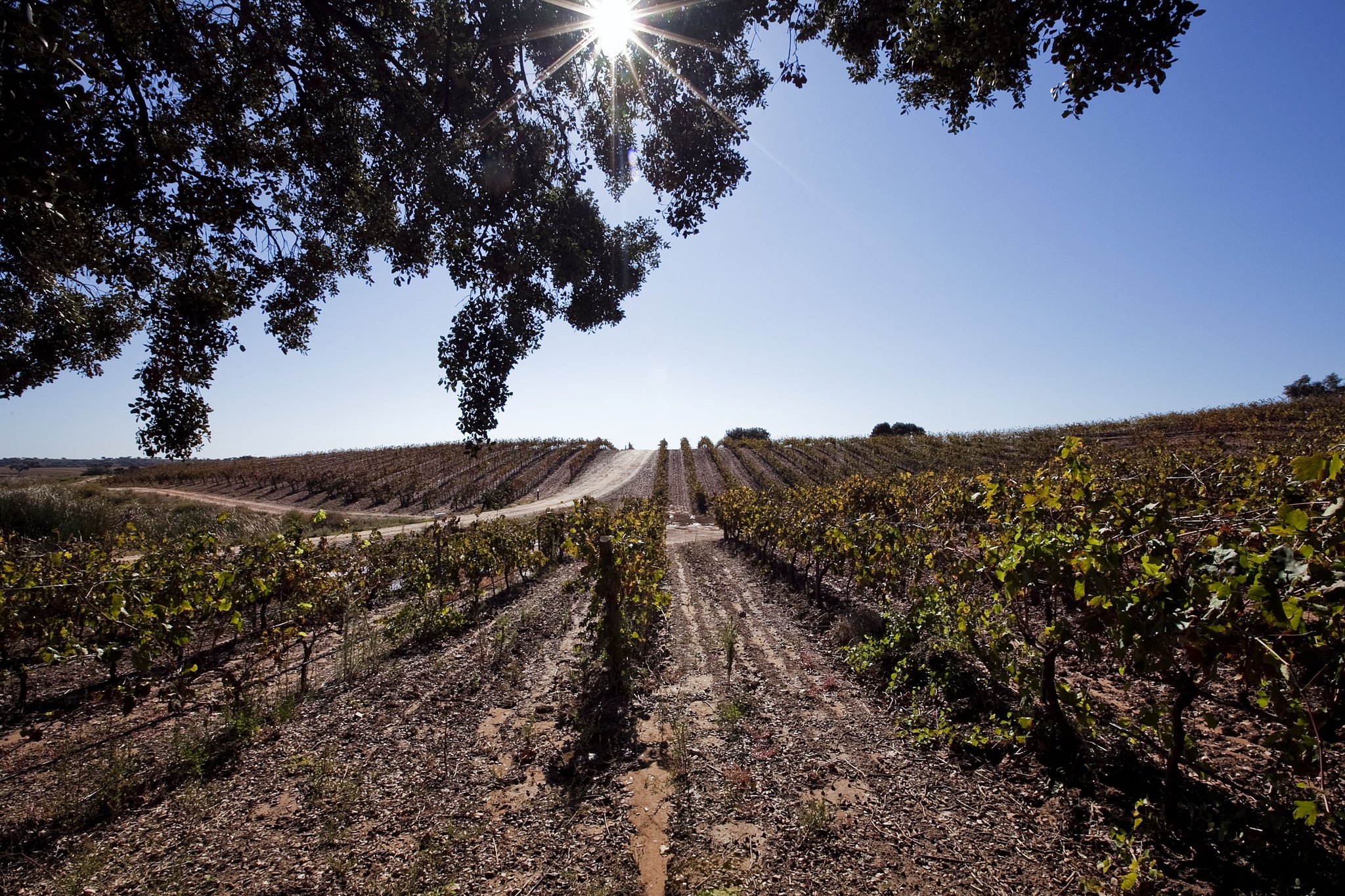 enoturismo,vinhos,fugas,economia,alentejo,turismo,