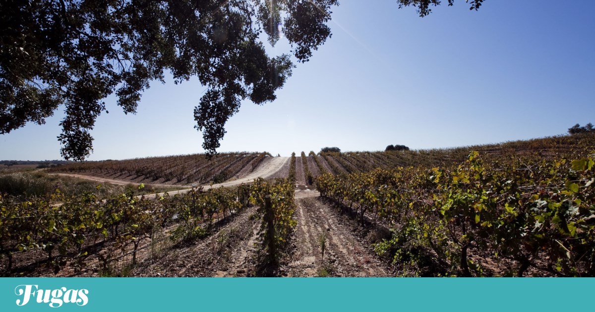 Global wine tourism event in Beja is an opportunity to showcase Alentejo and Portugal
