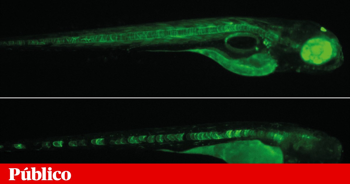 Cientistas do Porto descobrem pequeno código que controla genes e influencia cancro | Genética Cientistas do Porto descobrem pequeno código que controla genes e influencia cancro | Genética