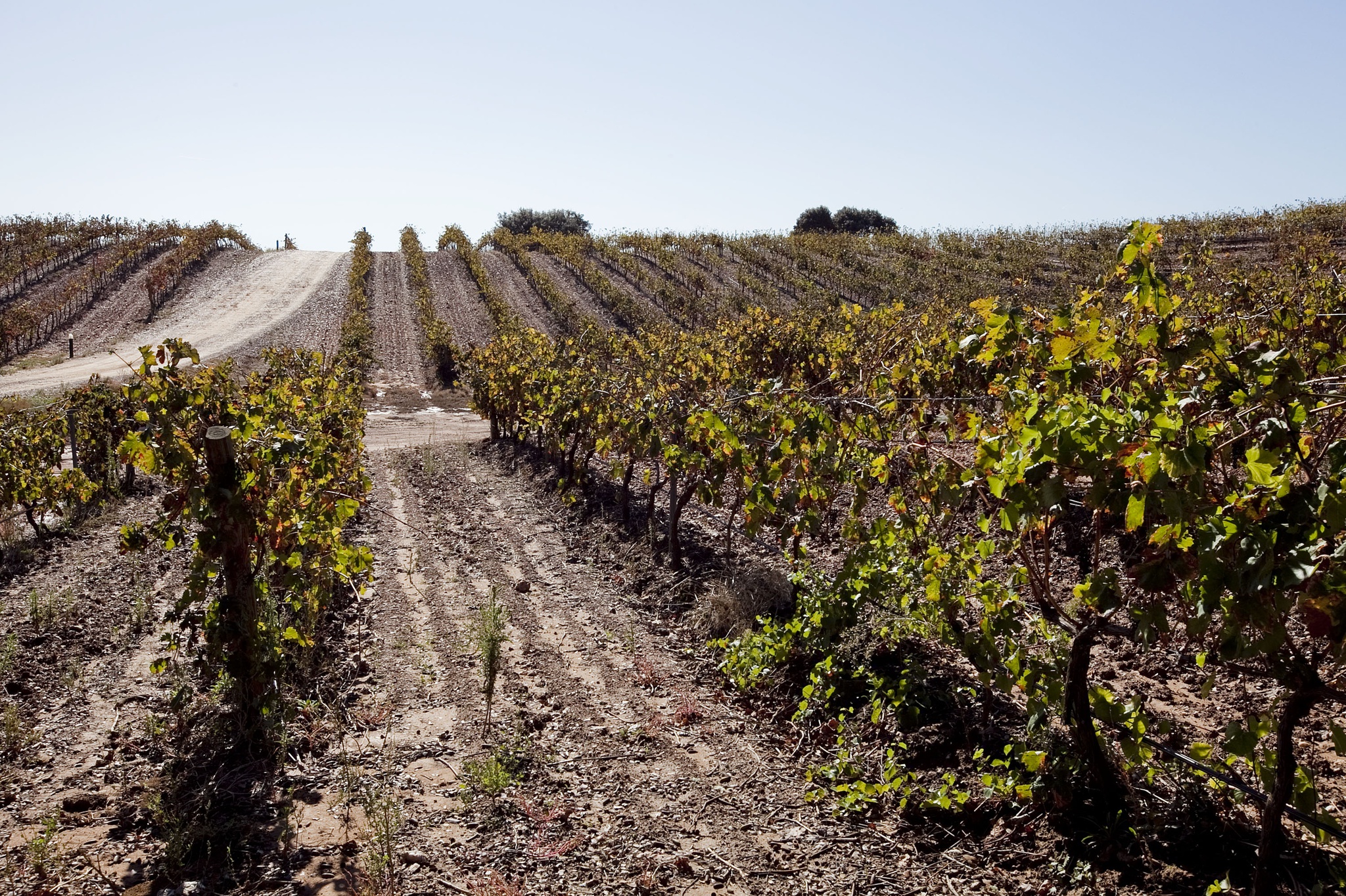 revista-vinhos,terroir,premios,vinhos,fugas,