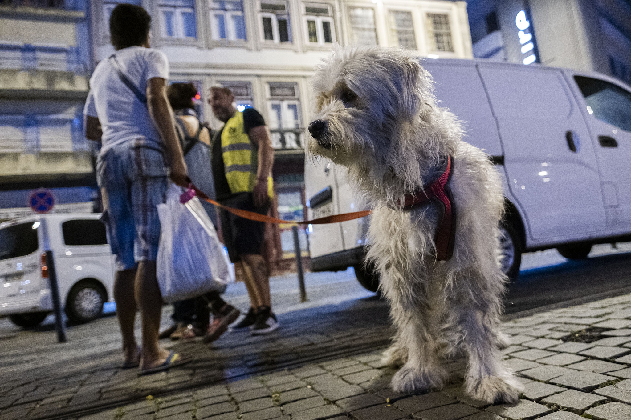tempestade,pet,p3,mau-tempo,animais,portugal,