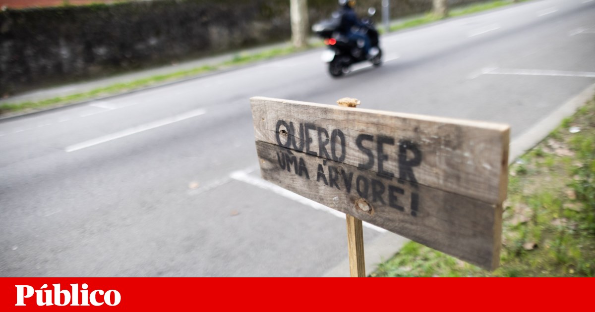 Ao mapear o Porto, GARRA encontrou espaço para plantar mais de 8 mil árvores | Urbanismo Ao mapear o Porto, GARRA encontrou espaço para plantar mais de 8 mil árvores | Urbanismo