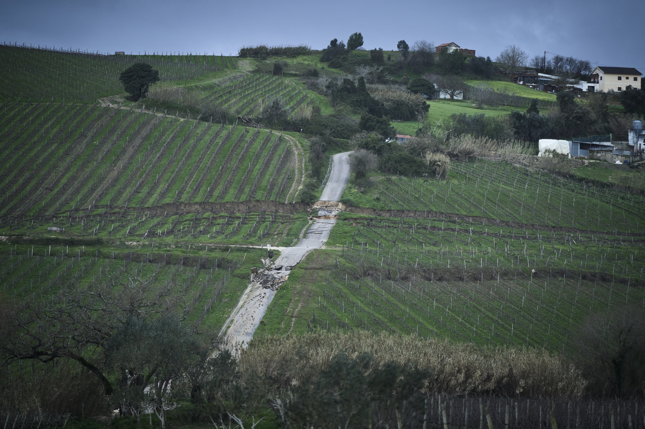 RG Rui Gaudêncio - 13 Fevereiro 2026 - Portugal, Aldeia Galega da Merceana, Alenquer - Mau tempo provoca estragos nas vinhas da Casa Santos Lima na Aldeia Galega da Merceana, em Alenquer. Público