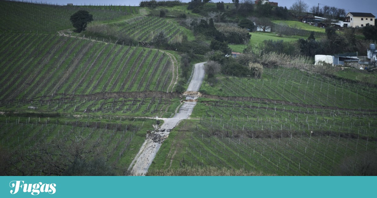 Storm floods 1,000+ hectares of vineyards in Tejo