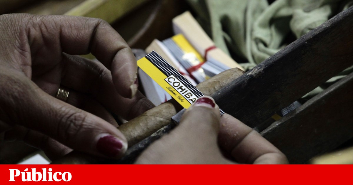 Crise energética obriga Cuba a cancelar festival de charutos que financia a Saúde | Cuba Crise energética obriga Cuba a cancelar festival de charutos que financia a Saúde | Cuba