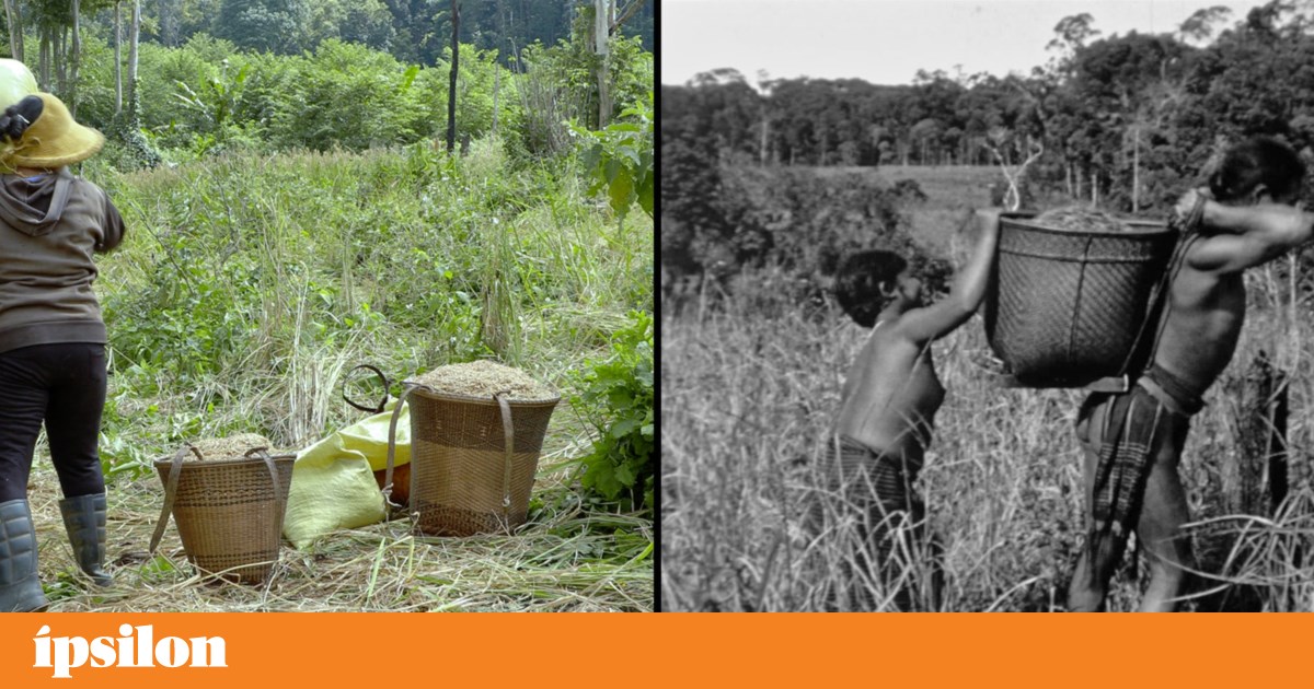 Na Berlinale, pare, escute e olhe (uma árvore pode esconder o capitalismo) | Festival de Cinema de Berlim Na Berlinale, pare, escute e olhe (uma árvore pode esconder o capitalismo) | Festival de Cinema de Berlim