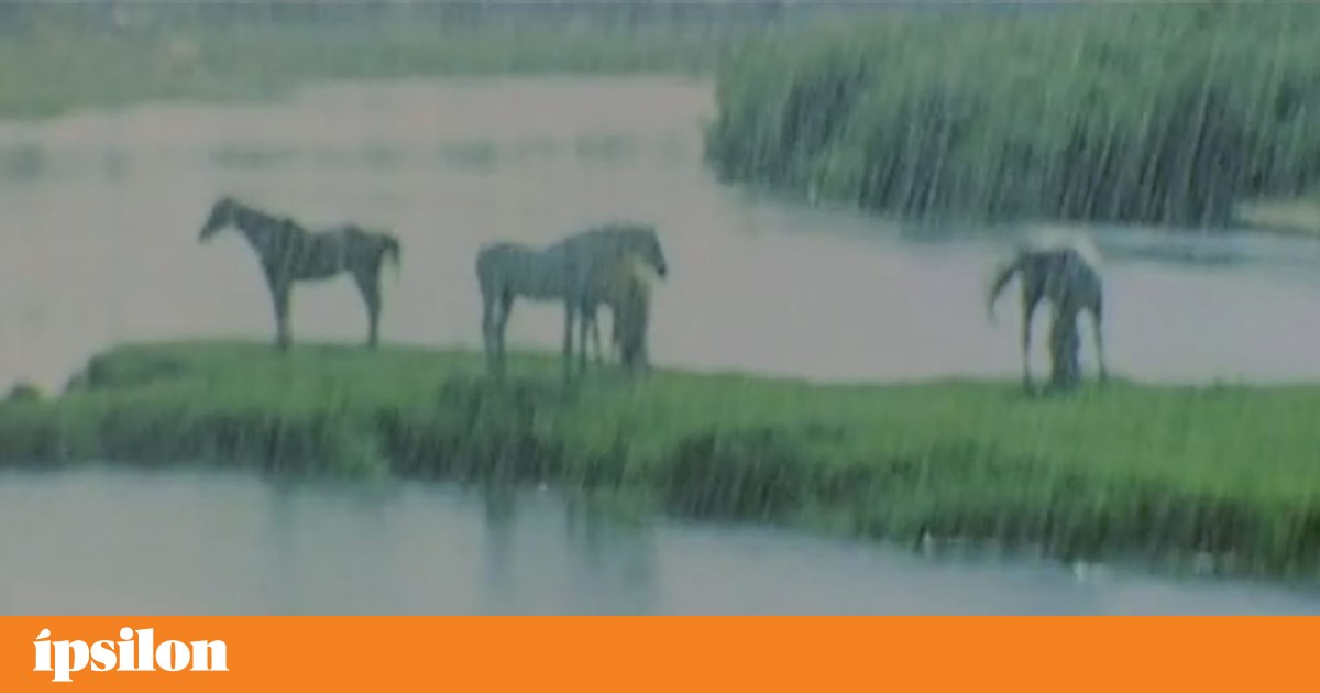 Chuva | Crónica | PÚBLICO Chuva | Crónica | PÚBLICO