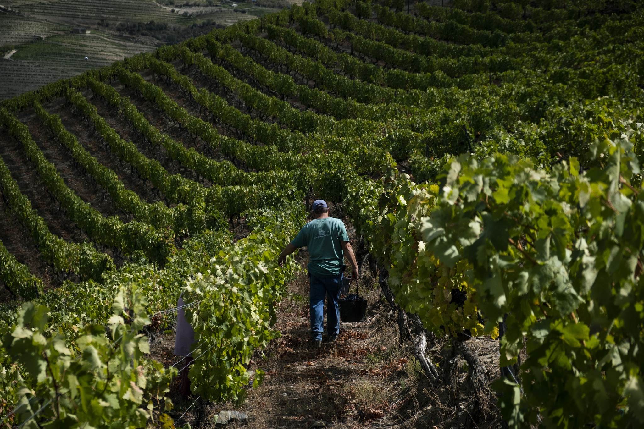 vinhos,douro,fugas,opiniao,economia,agricultura,