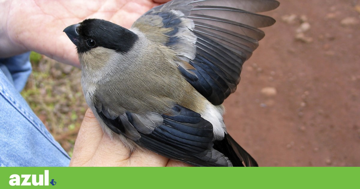 É, de novo, altura de contar todos os priolos do mundo. Quer ajudar? | Biodiversidade É, de novo, altura de contar todos os priolos do mundo. Quer ajudar? | Biodiversidade