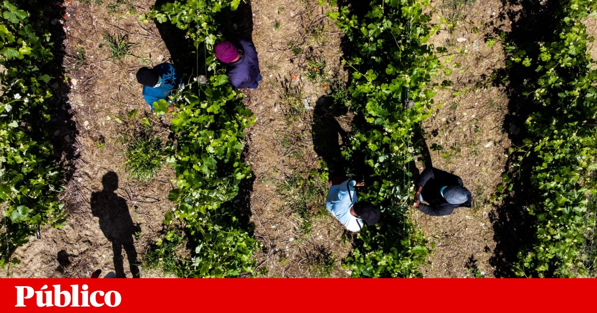 Contributions from foreigners to Social Security increased 8.5 times since 2015