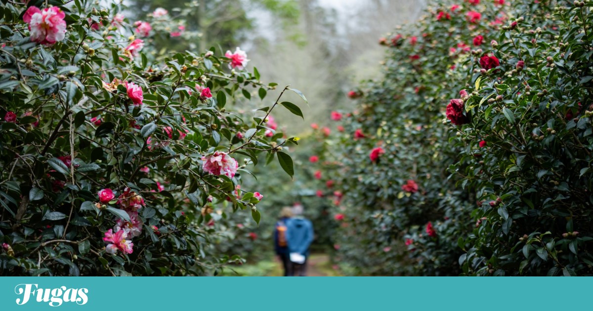 No Parque Terra Nostra, as camélias florescem numa “agenda para os sentidos” | Passeios No Parque Terra Nostra, as camélias florescem numa “agenda para os sentidos” | Passeios