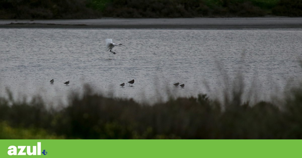 Here are WWF's conservation bets: Gerês, Caldeirão, and seahorses in the Tagus