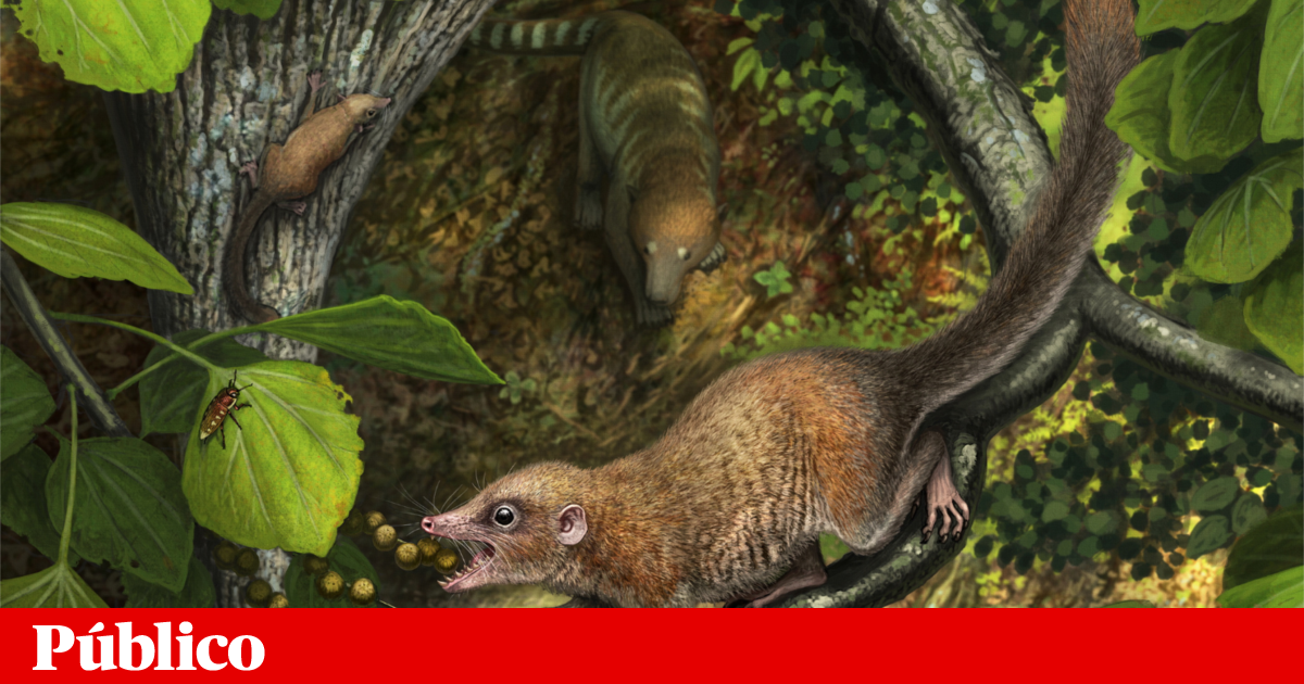 Pequenos fósseis revelam novas pistas sobre o parente mais antigo dos primatas | Paleontologia Pequenos fósseis revelam novas pistas sobre o parente mais antigo dos primatas | Paleontologia