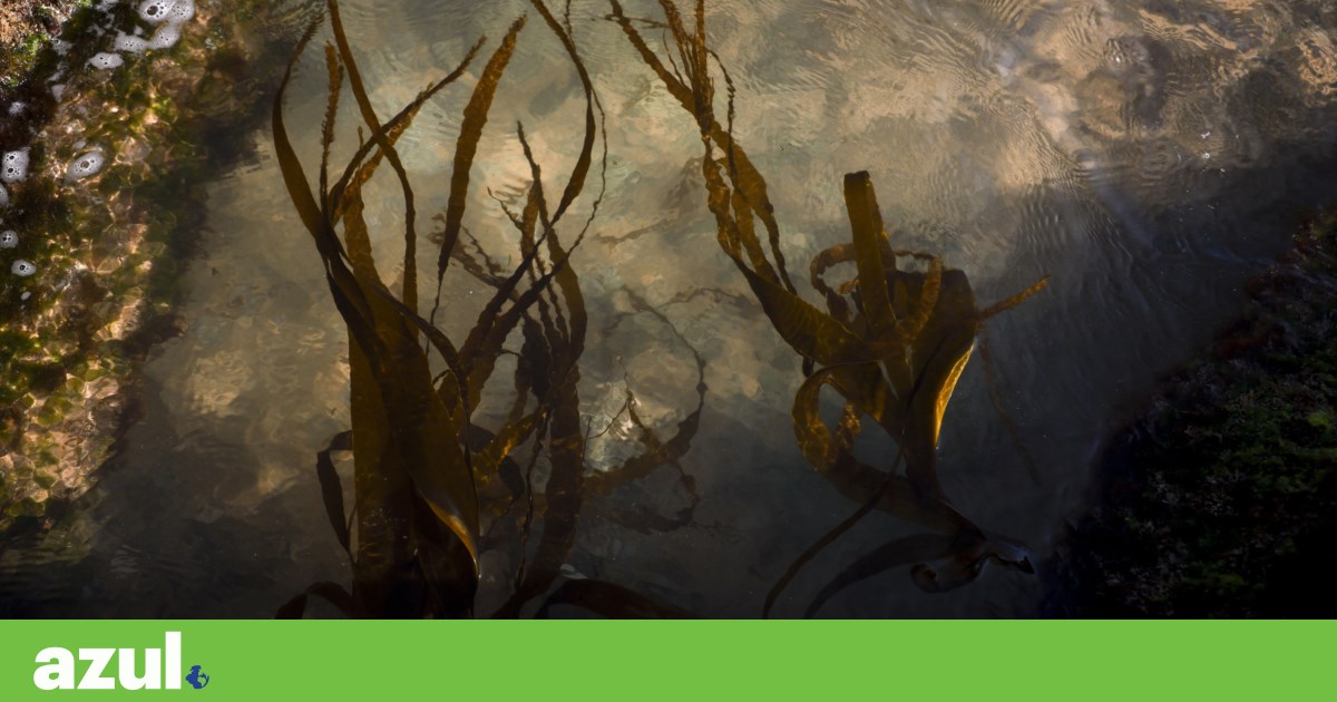 Government involves scientists and the public in the creation of the Cascais-Sintra-Mafra Marine Protected Area