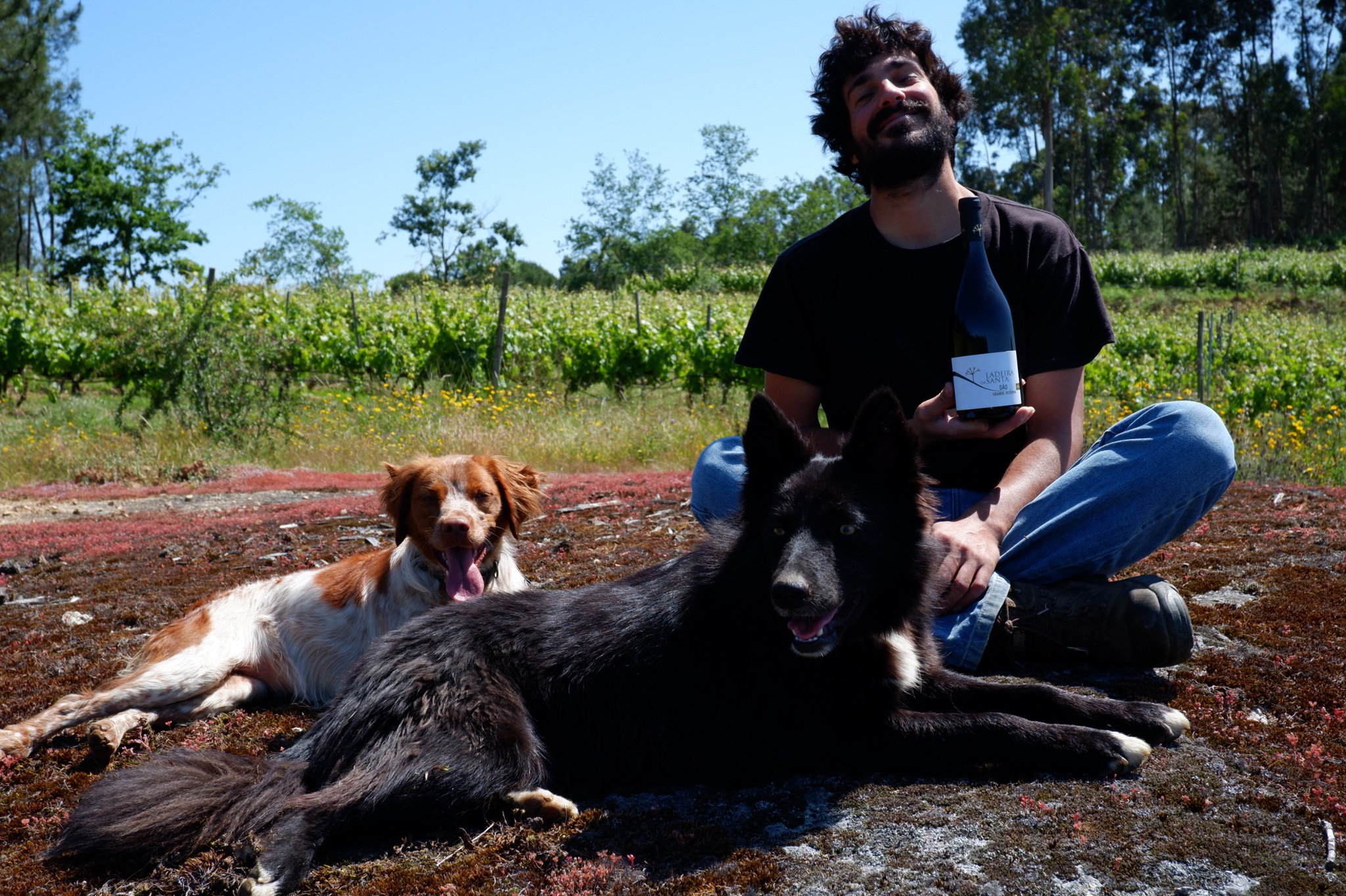 terroir,dao-,critica,vinhos,fugas,