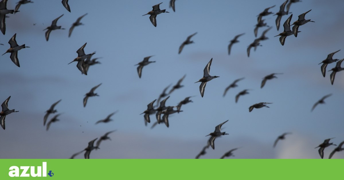 Viajar não chega para sobreviver: declínio das espécies migratórias chegou aos 49% | Biodiversidade Viajar não chega para sobreviver: declínio das espécies migratórias chegou aos 49% | Biodiversidade