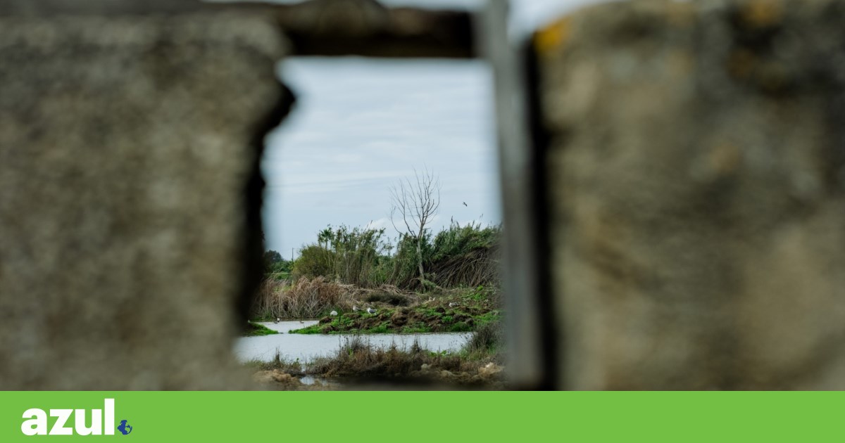 Parliament approves initiatives from Chega, PAN, and Livre to protect Alagoas Brancas