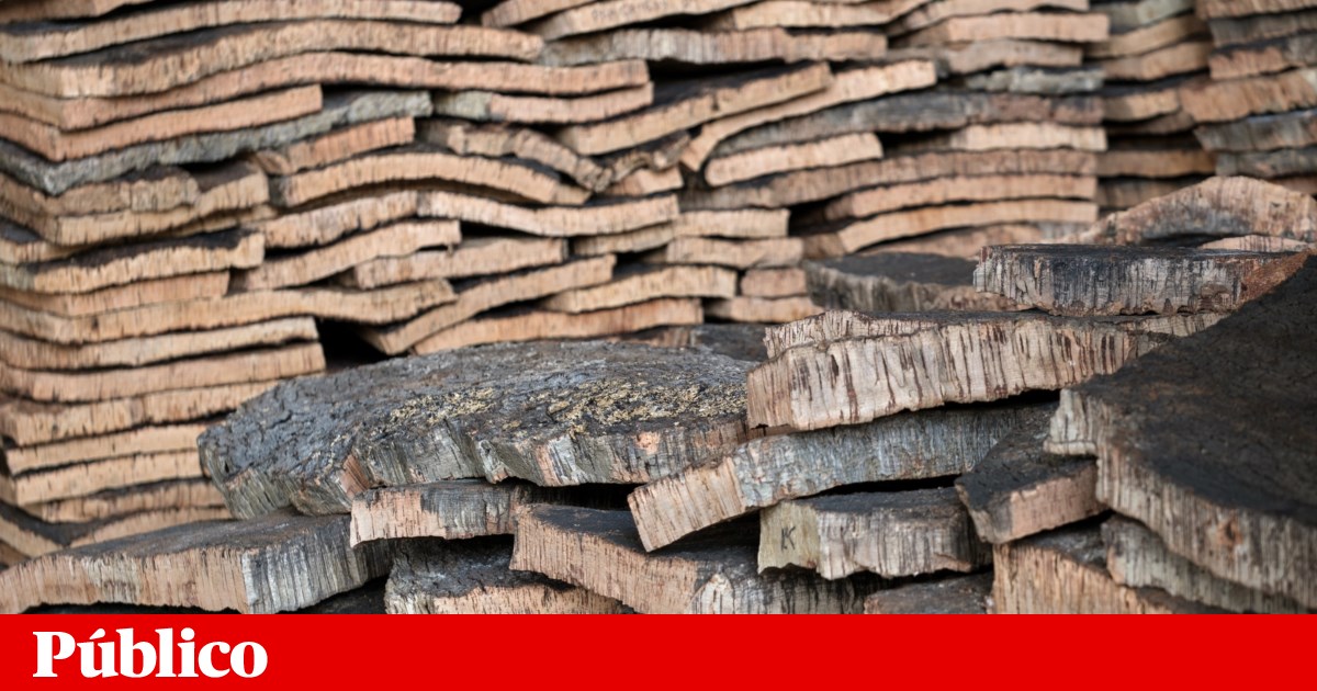 Exportações para países próximos da Rússia dispararam, Finanças investigam | Guerra na Ucrânia Exportações para países próximos da Rússia dispararam, Finanças investigam | Guerra na Ucrânia
