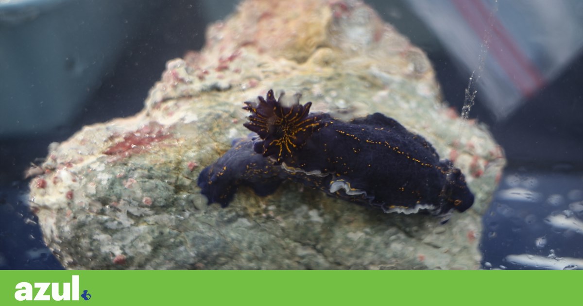 Environment Council recommends review of the D. Carlos marine reserve