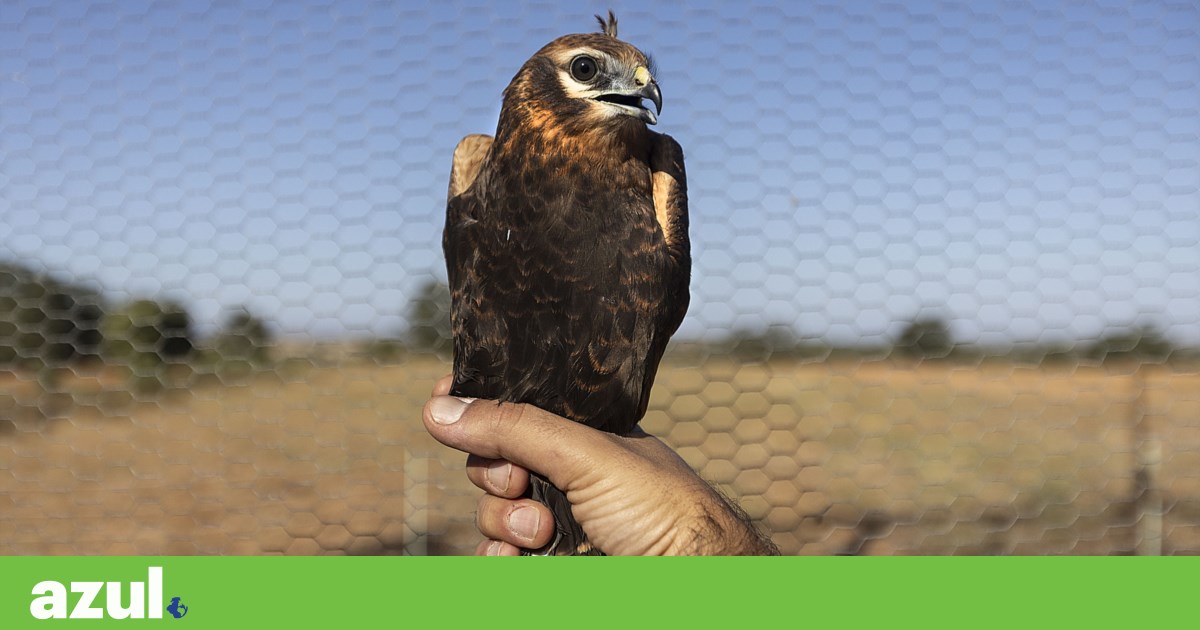 Moving the shooting range to Alter do Chão: “It is not good anywhere”