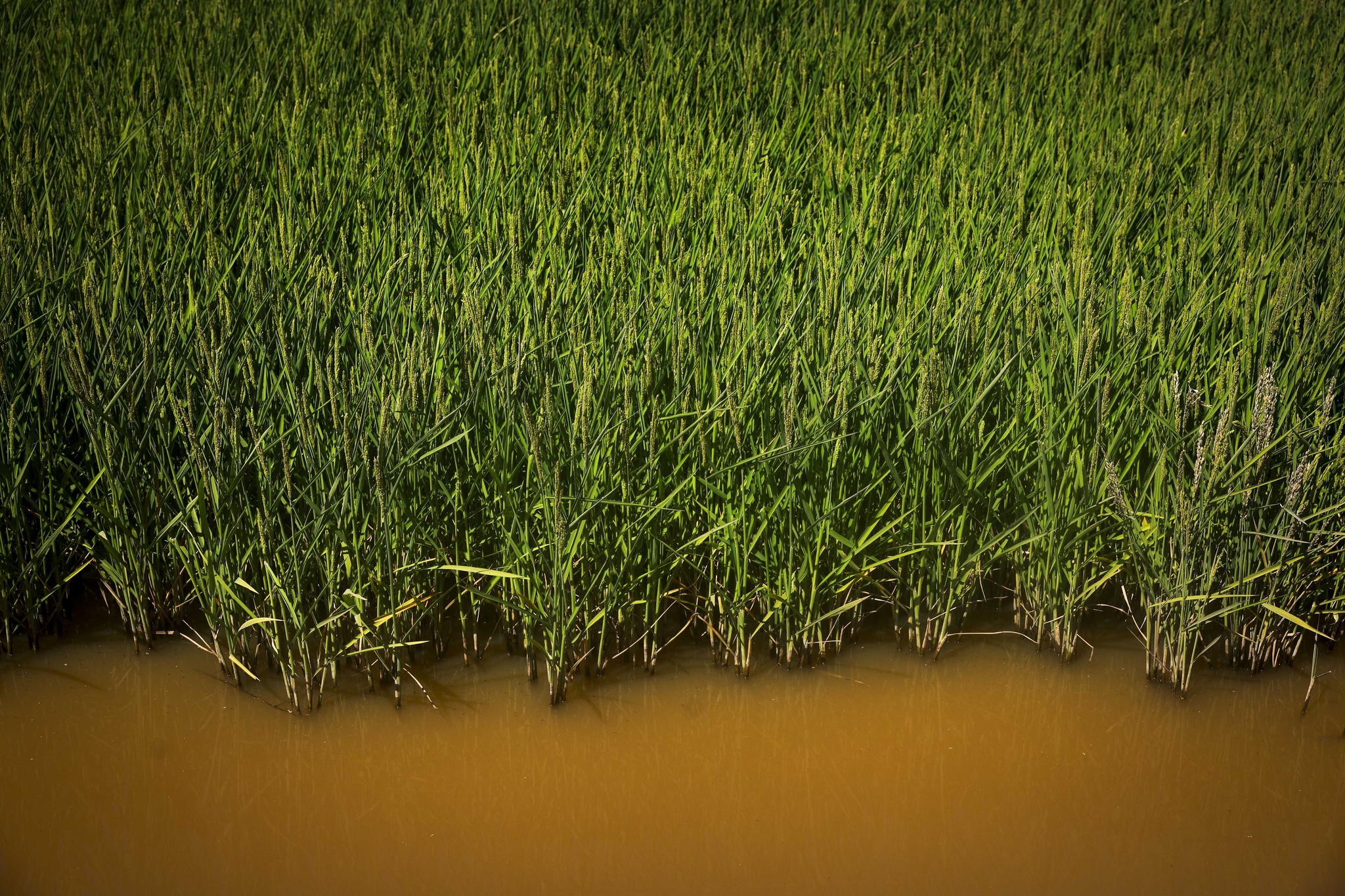 NFS Nuno Ferreira Santos - 15 Agosto 2024 - Portugal, Alcácer do Sal, Comporta - Alentejo - Plantações de arroz, arrozais. Reportagem sobre o aumento de novas explorações agrícolas com culturas intensivas que exigem um grande consumo de água. Há herdades em Alcácer do Sal, com projectos de agricultura intensiva, alguns deles, em zona classificada como Rede Natura 2000
