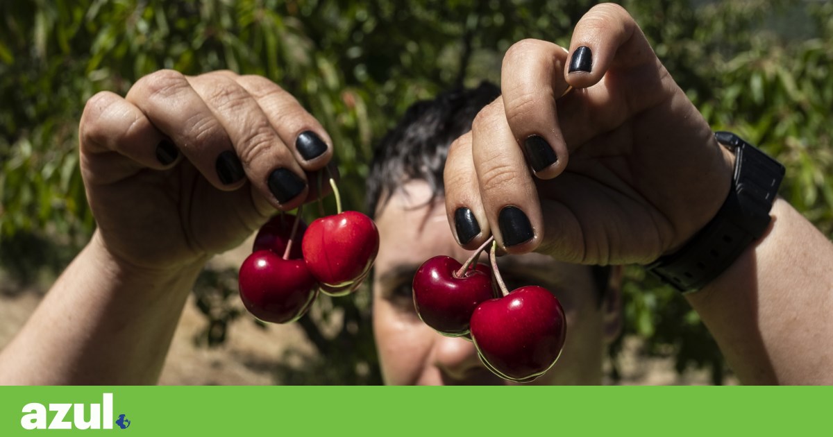 Iberian cherry gains cross-border project to tackle the climate crisis